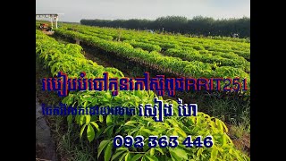 របៀបបំបៅឬបង្កាត់កូនកៅស៊ូពូជRRIT251