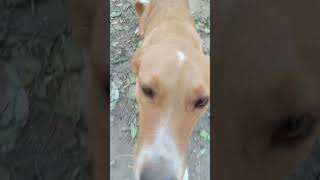 friendly dogs videos | wood animals shorts