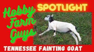 HFG Farm Animal Spotlight: Tennessee Fainting Goat