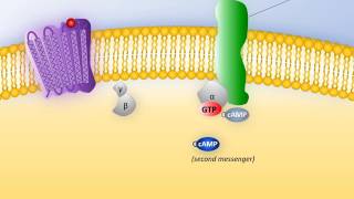 Water-soluble hormones