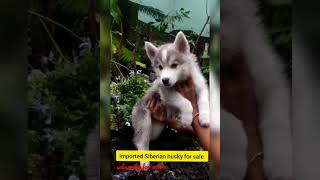 Imported Siberian Husky For sale | for more details | contact  number in discription