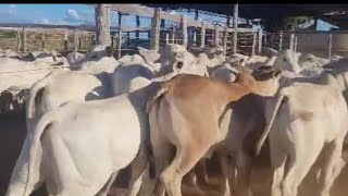 lote de garrotas e bezerros chegando do Maranhão pra venda na feira do gado em TABIRA-PE aparti 1800