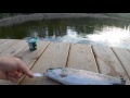 fishing for rainbow trout vlog 1