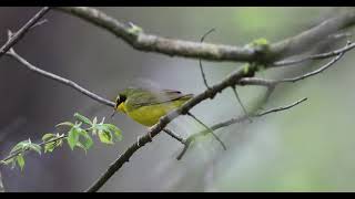 Kentucky Warbler, male.  IMG 3796