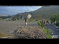 second osprey chick