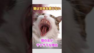 【獣医解説】猫は味音痴！　猫は甘みを感じない　舌がザラザラな理由　　#雑学 #犬猫 #動物 #豆知識