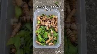 【閲覧注意】赤ちゃんクジャクの貴重なお食事風景👶