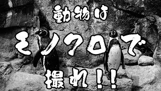【Nikon Z50】NIKKOR Z DX 25-250mmで動物園をモノクロ撮影してきたよ。