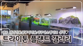 Korean Aquascape, Terrarium, and Paludarium works. Enjoy your eyes with plants \u0026 aquariums!