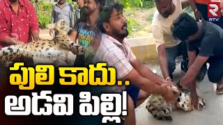 పులి కాదు... అడవి పిల్లి! | Jungle Cat In Hyderabad | RTV