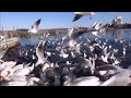 牛久沼水辺公園のユリカモメ・コブハクチョウ