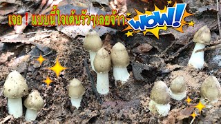 เห็ดปลวกดอกตูมสวยมาก เจอแบบนี้หัวใจเต้นรัวๆเลยจ้าา🍄🍄