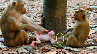 OMG!!! What happens to Baby Lily \u0026 Monkey Rainbow..? Rainbow is holding Lily's hand tightly.