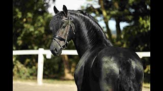 Stal Okkema's Sjouke - Markus x Mewes - stallion - 2021 -1.62m