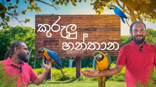 කුරුලු හන්තාන.Hanthana International Bird Park #vlog 24 #travelaya #හිතට_වැදුන_හිත_ගිය_තැන්  #2024