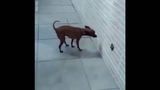 Perro se caga en la pared