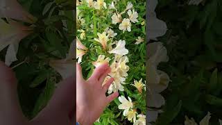 Lily ផ្កាលីលី