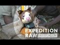 Real-Life Teddy Bears of the Rain Forest | Expedition Raw