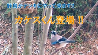 野鳥がデッキにやって来ます!!【カケスくん登場】※ヒヨドリ対策済み