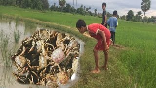 Amazing Boy catch crab-How to catch the crabs using bare hand in Cambodia