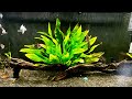 Tips to growing amazon sword aquarium plants 🌱 || angelmika