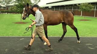 Lot 772 - Snitzel - Sewreel colt