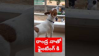 రాండ్ర నాతో ఫైంటింగ్ కి #dog #jackrussell #rocky #funny #video #shorts #ytshorts #cutedog #mustwatch