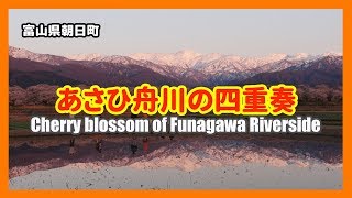 【散策物語】 あさひ舟川の四重奏 2019　～富山県朝日町～