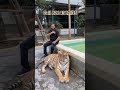 Tiger park pattaya | #tigerpark #tigertopia #ytshorts #pattaya