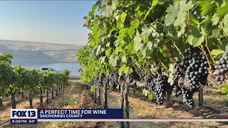 Winemakers get late start on grape harvest, could be the 'vintage of the decade' | FOX 13 Seattle