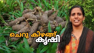 ചെറു കിഴങ്ങ് കൃഷി രീതിയും വളപ്രയോഗവും | Cheru Khizhangu Krishi | Small tuber Cultivation