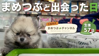 【生後1ヶ月】ペットコーナーにたぬき!?【ウルフセーブルのポメラニアン・子犬】