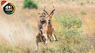 Amazing! Antelope Adventures: Horns, Hues, and Hidden Treasures | Wild Animal Documentary