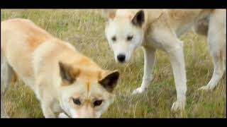 Dingo History In Australia