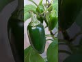 210 days of growing jalapeno from seed to harvest plants germination