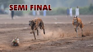 Dog Race | Dori Track Race University of Agriculture Fsd | Semi Final #dog #puppy #animal #greyhound