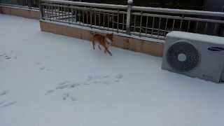 柴犬コタツの初雪遊び1