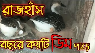 রাজহাঁস বছরে কতটা ডিম পাড়ে।