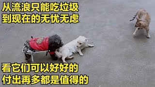 看到救助的流浪狗和流浪猫现在可以开心的玩耍，付出再多都值得