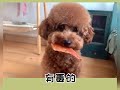 兩隻戲精泰迪犬的日常 胖迪兄弟vlog日常