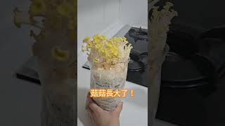 菇菇-去豐年農場玩回來買了幾個菇來種，一開始還種不出來！事後把袋子剪開就突然冒出來了！#豐年農場