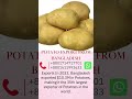 wholesale potato suppliers ।। Potato Export and Import