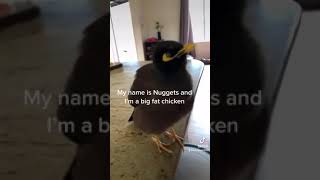 Nuggets the Mynah