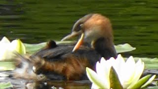 八郎沼のカイツブリ　 　Little grebe