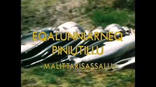 Eqalunniarneq piniutillu, KNR maaji 1995