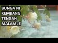 Jom Tengok Bunga Bakawali Kembang Mekar!