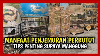 Manfaat Penjemuran Perkutut