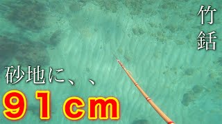 【竹銛魚突き】またまた‼️大座布団ヒラメ‼️