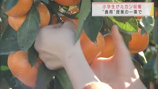 「美味しそうにとれました」　静岡・富士市の小学生がミカンの収穫体験　コロナ対策で収穫したミカンはお家で