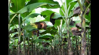 Banana and betel leaf farms